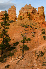 Scenic ridgeline at twilight with beautiful orange rock formations and ponderosa pine trees, Mossy Cave Trail, Bryce Canyon National Park, Utah
