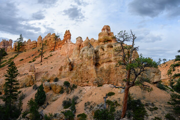 Scenic ridgeline at twilight with beautiful orange rock formations and ponderosa pine trees, Mossy Cave Trail, Bryce Canyon National Park, Utah
