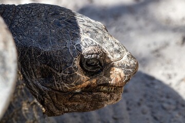 close up of a tortoise