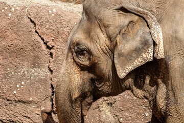 close up of a elephant