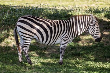 zebra in the grass