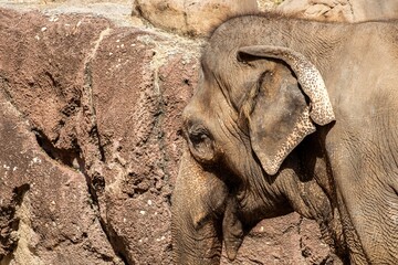 Asian elephant