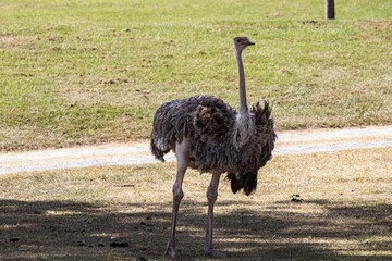 ostrich in the zoo