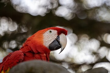 scarlet macaw parrot