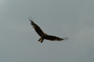 Bird of Prey Gliding in the Sky