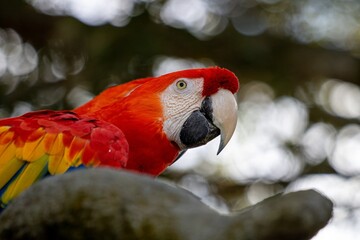 scarlet macaw parrot
