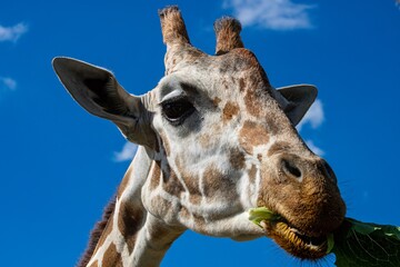 portrait of a giraffe