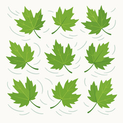 Green maple leaves pattern falling autumn foliage nature
