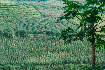 Dense green cornfield rows creating natural agricultural texture for background, farming, nature...