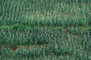 Dense green cornfield rows creating natural agricultural texture for background, farming, nature...