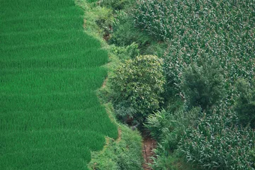 Fototapete Verdant terraced rice fields and lush green hills in Vietnam's Sapa region for travel, agriculture, nature and landscape concepts, 베트남 사파 지역의 푸른 계단식 논과 울창한 언덕 풍경 여행, 농업, 자연, 풍경 콘셉트 활용 © mina kim