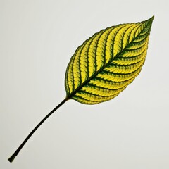 Close-up of a vibrant yellow and green patterned leaf with detailed textures and prominent veins on a plain light background for botanical or nature themes