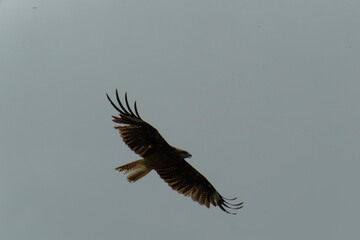 Bird of Prey Gliding in the Sky