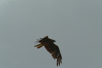 Bird of Prey Gliding in the Sky
