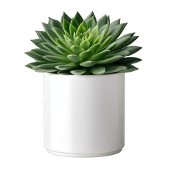 Succulent in white pot