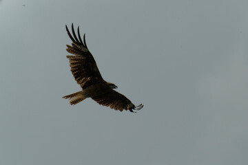 Bird of Prey Gliding in the Sky