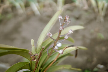 Obraz premium Close-up of Orchid Buds on a Stem with Green Leaves