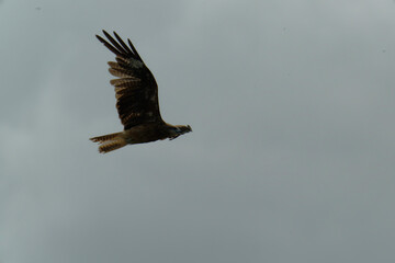 Bird of Prey Gliding in the Sky