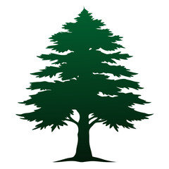 cedar tree isolated on white background