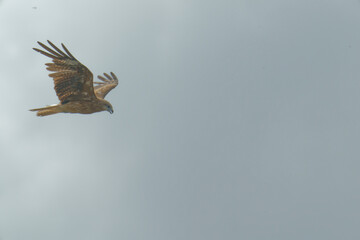 Bird of Prey Gliding in the Sky