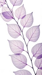Obraz premium Delicate translucent purple skeleton leaves on a white background showing intricate vein patterns