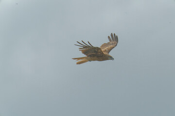 Bird of Prey Gliding in the Sky
