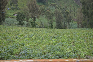 A tranquil view of farm fields with mountains in the distance under a cloudy sky.