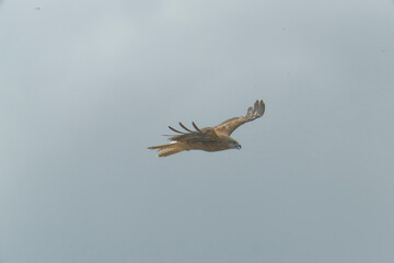 Bird of Prey Gliding in the Sky