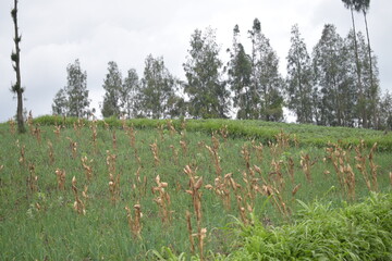 A serene field of grass and plants under a cloudy sky.