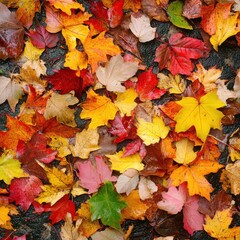 Fototapeta premium Colorful Autumn Leaves on Ground