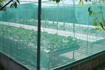 Inside a hydroponic greenhouse cultivating fresh vegetables for sustainable agriculture.