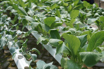 Close-up of fresh bok choy plants growing in a garden