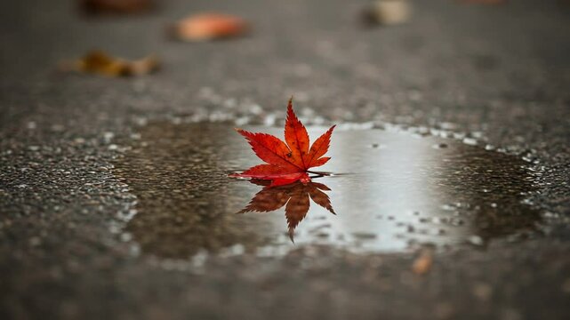 Vibrant red leaf floating in a puddle on asphalt