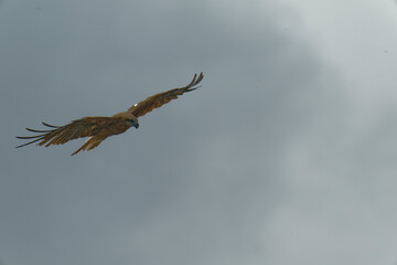 Bird of Prey Gliding in the Sky