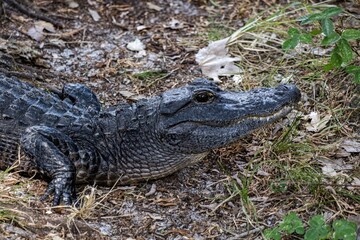 alligator in the swamp