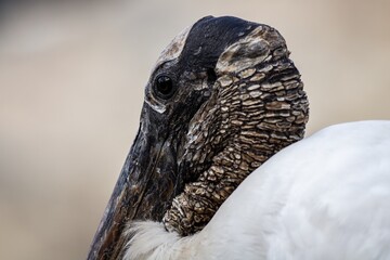woodstork