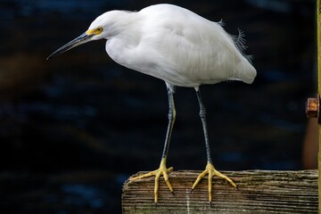 snowy egret