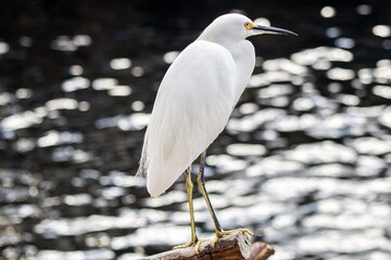 snowy egret