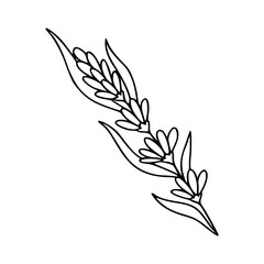 minimalist wheat or lavender sprig outline