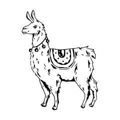 cute decorated llama sketch drawing