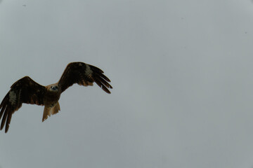 Bird of Prey Gliding in the Sky