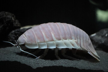 Giant Isopod (Bathynomus giganteus) in Japan