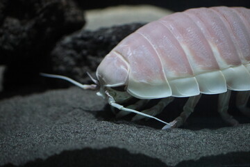 Giant Isopod (Bathynomus giganteus) in Japan