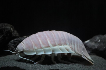 Giant Isopod (Bathynomus giganteus) in Japan
