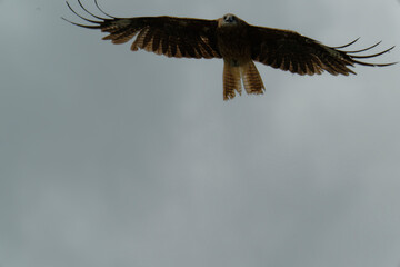 Bird of Prey Gliding in the Sky