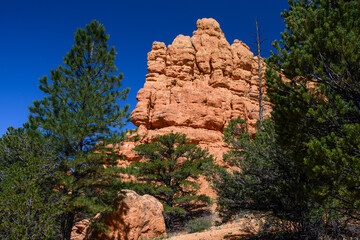 Trail through ponderosa pine forest leading to orange rock hoodoo against a sunny blue sky in the Red Canyon recreation area in the Dixie National Forest, Utah
