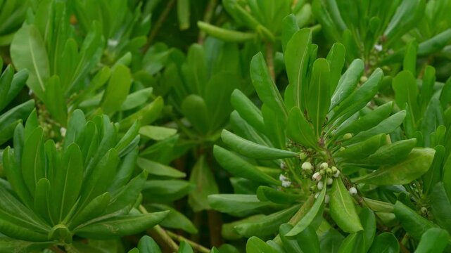 Scaevola taccada, Beach Naupaka or Beach Cabbage, a salt-tolerant plant.