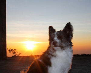 dog at sunset