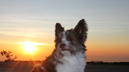 dog at sunset