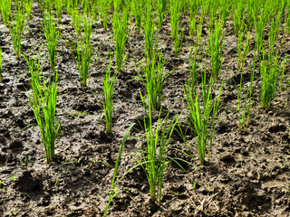 Umphang rice fields, tadpoles in the rice fields, green rice fields, Umphang, Tak, Thailand